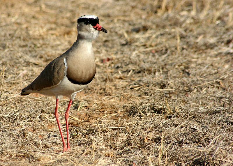 frieda 034.jpg - ek staan op wag...